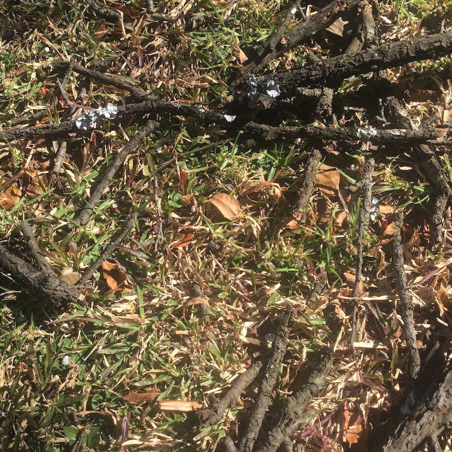dead branches from a winter tree lying on the ground