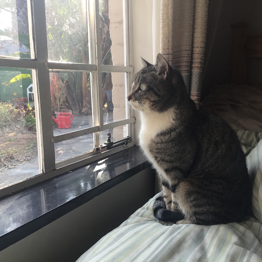 waiting for ISBN numbers like only a cat can wait